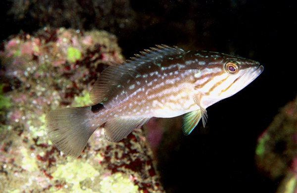 Epinephelus costae (Dotto o Cernia dorata)